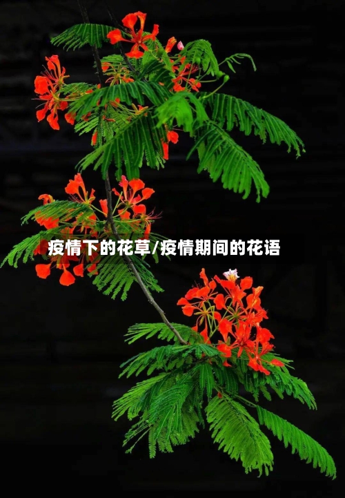 疫情下的花草/疫情期间的花语